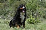 BOUVIER BERNOIS 393